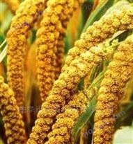 山西新型多功能喂入式稻谷脫粒機 手搖稻谷脫粒機