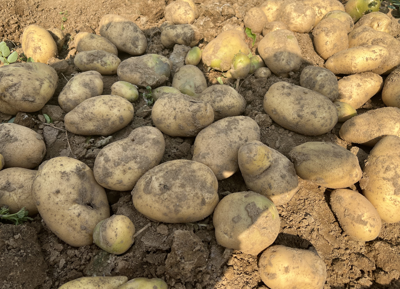 山地小型馬鈴薯聯合收獲作業機械研發和產業化項目四項課題通過驗收