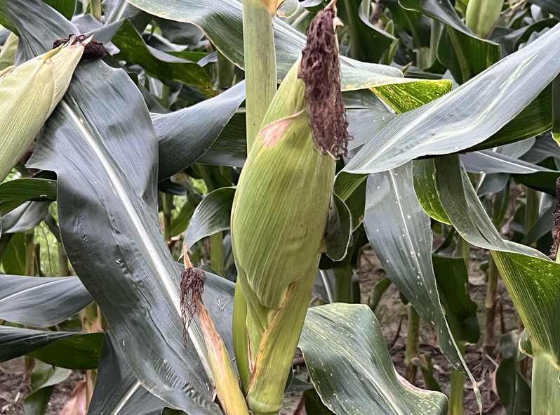 山西省發(fā)布4項(xiàng)農(nóng)機(jī)類農(nóng)業(yè)生產(chǎn)主推技術(shù)