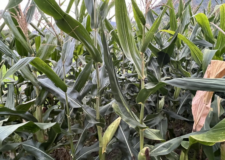 玉米大豆水肥一体化单产提升技术方案