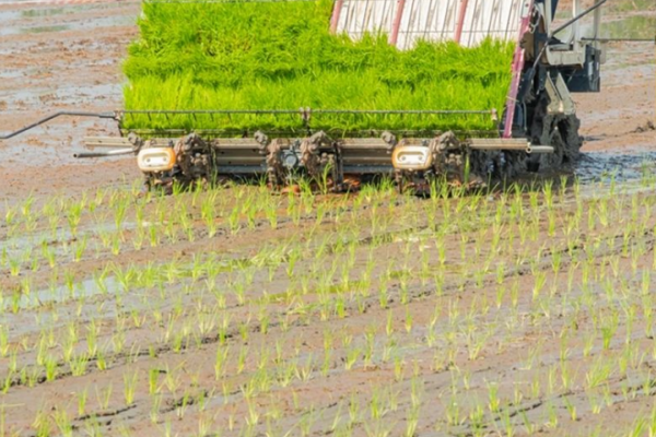 東北粳稻規模機械化豐產優質及產業化技術研發與集成示范項目中期現場觀摩暨匯報會在七星分公司召開