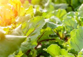 2025年北京市耕地地力保護補貼和2024年北京市蔬菜生產(chǎn)補貼發(fā)放情況