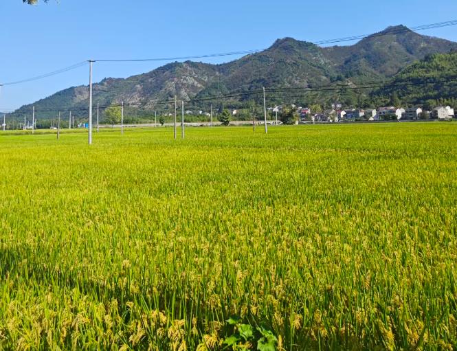 农业农村部召开高质量编制“十五五”农业农村规划专家座谈会