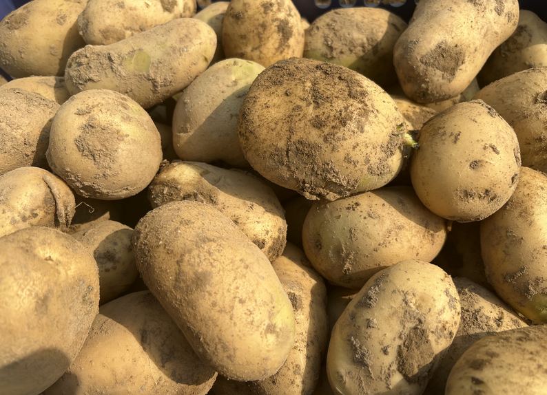 四川省下达2025年省级财政农bob体b体育软件加工专项资金5.17亿元