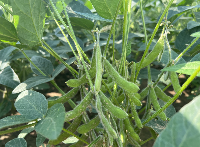 貴州省2026年大豆種植每畝補助100元