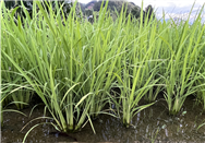 嘉興市秀洲區(qū)領(lǐng)導(dǎo)帶隊(duì)深入基層開展專題調(diào)研機(jī)械化育插秧工作